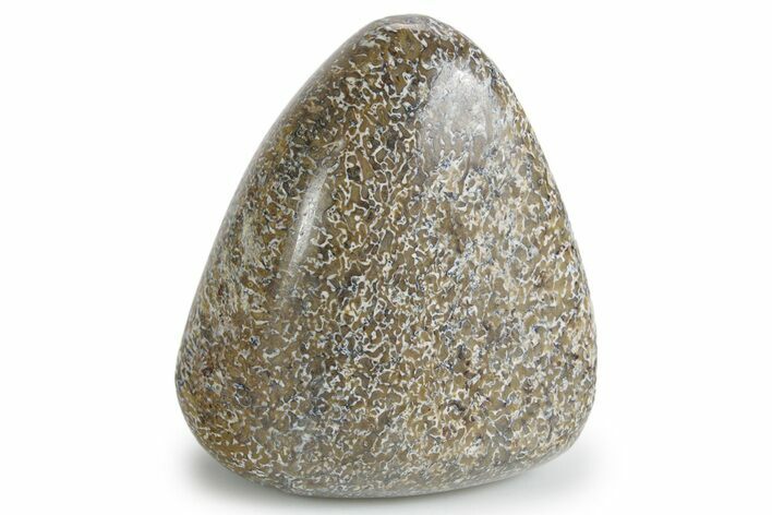 Polished Dinosaur Bone (Gembone) - Morocco #349575